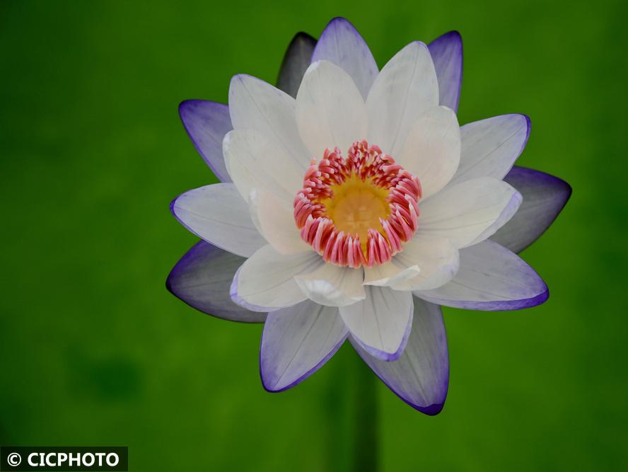 多彩睡莲 绚丽多姿